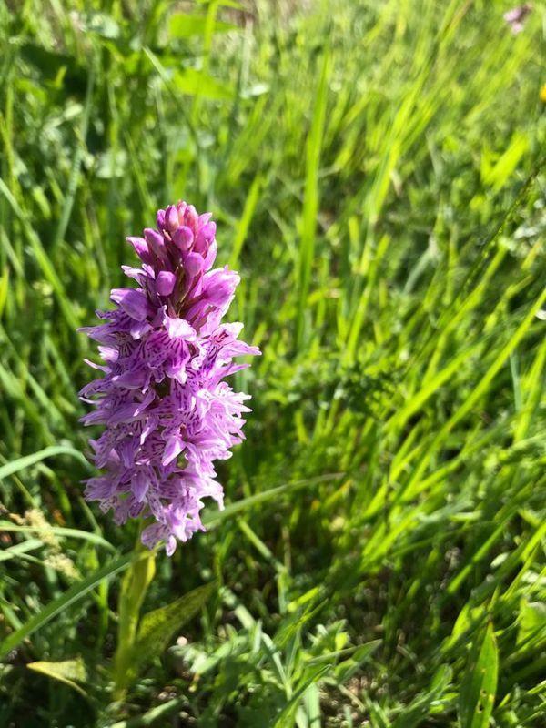 orchis,(une des espèces d'orchidées européenne)