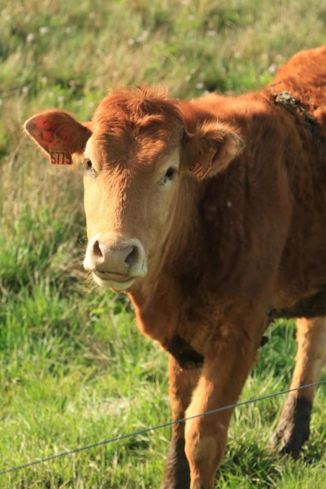 Jeune fille du Gerbier des joncs