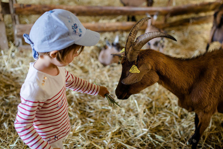 Un après-midi à la ferme du coudoulet: Découvrir les chèvres du plateau ardéchois
