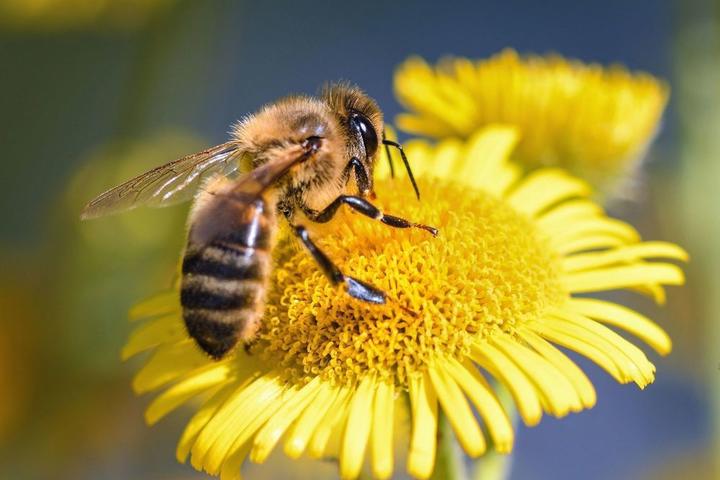 Exposition du photographe Eric Tourneret " Les abeilles aux naturels, du monde entier aux Monts d'Ar