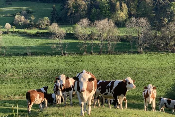 Visite de ferme - Vaches laitières