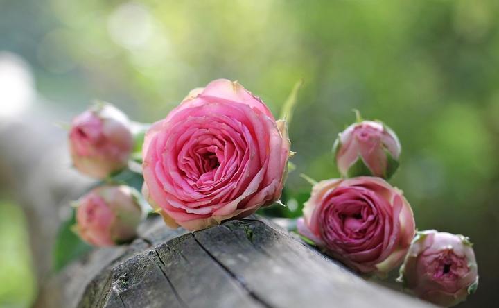 roses ©pixabay